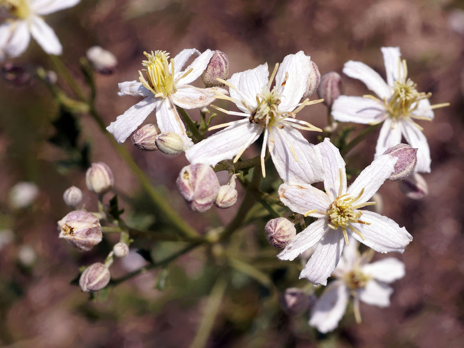 Image of Clematis songorica specimen.