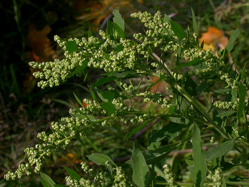 Изображение особи Chenopodium strictum.