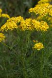 Senecio erucifolius. Верхушка цветущего растения. Алтайский край, окр. пос. Тигирек, заповедник \"Тигирекский\", низовья р. Львиный Ключ, пологий кустарниковый склон. 07.08.2015.