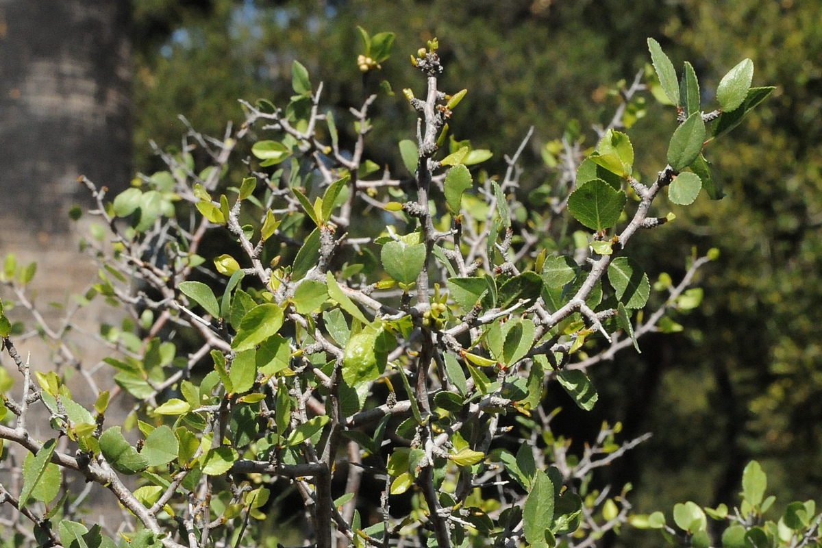 Image of Amygdalus fremontii specimen.