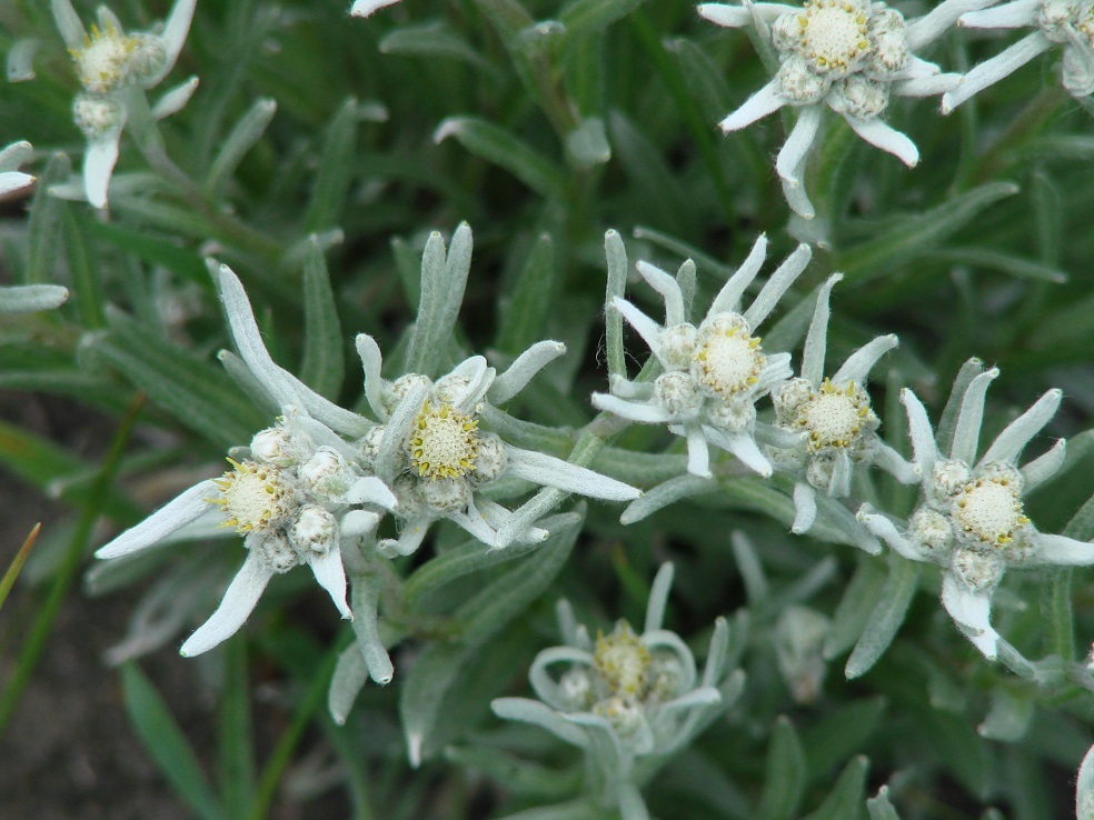 Image of Leontopodium leontopodioides specimen.