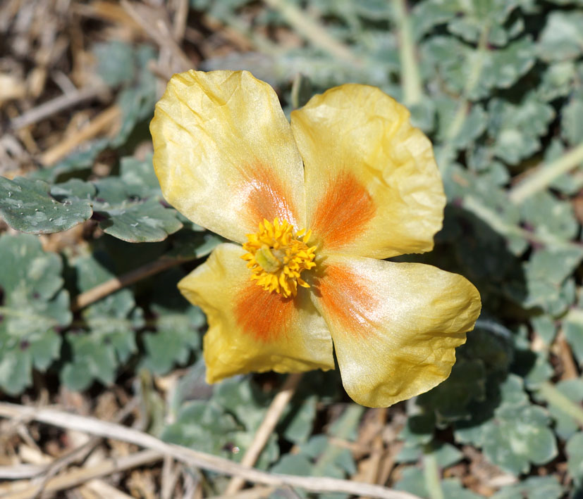 Image of Glaucium squamigerum specimen.