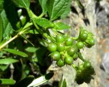 Lantana montevidensis. Созревающие плоды. Монако, Сады Святого Мартина (Jardin Saint Martin), в культуре. 23.07.2014.