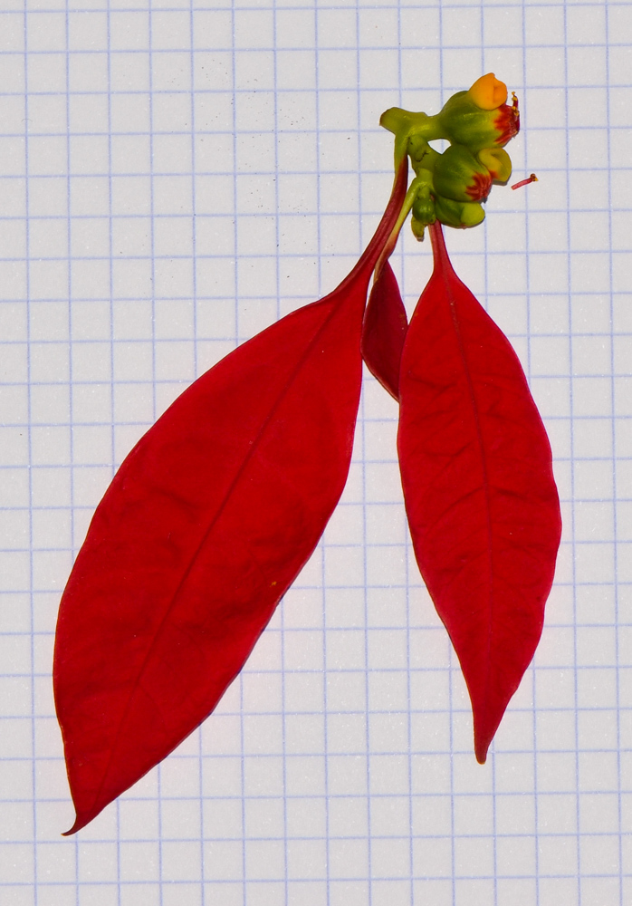 Image of Euphorbia pulcherrima specimen.