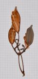 Stenocarpus sinuatus. Соплодие. Израиль, Шарон, пос. Кфар Монаш, ботанический сад \"Хават Ганой\". 27.08.2015.