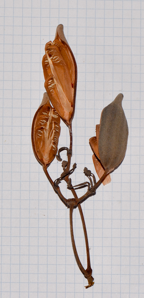Изображение особи Stenocarpus sinuatus.