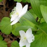 Anemone udensis