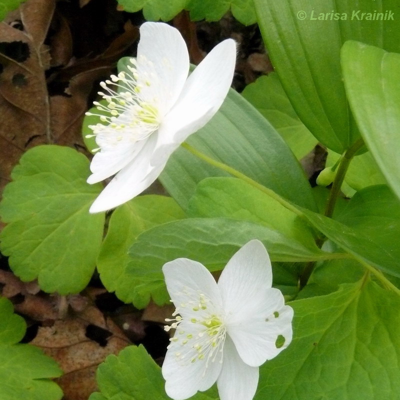 Изображение особи Anemone udensis.