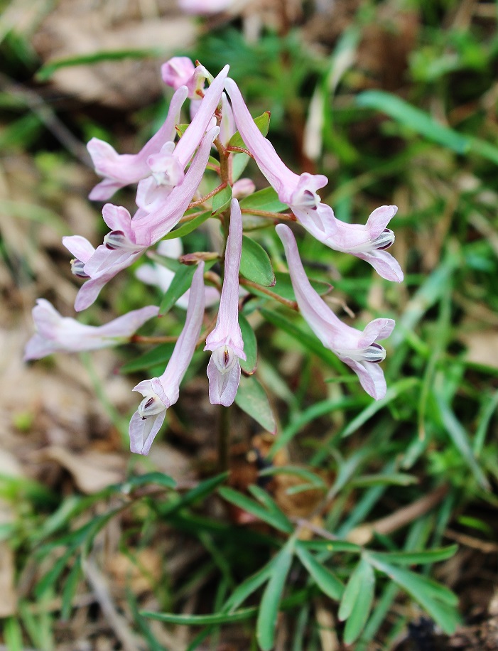 Изображение особи Corydalis verticillaris.