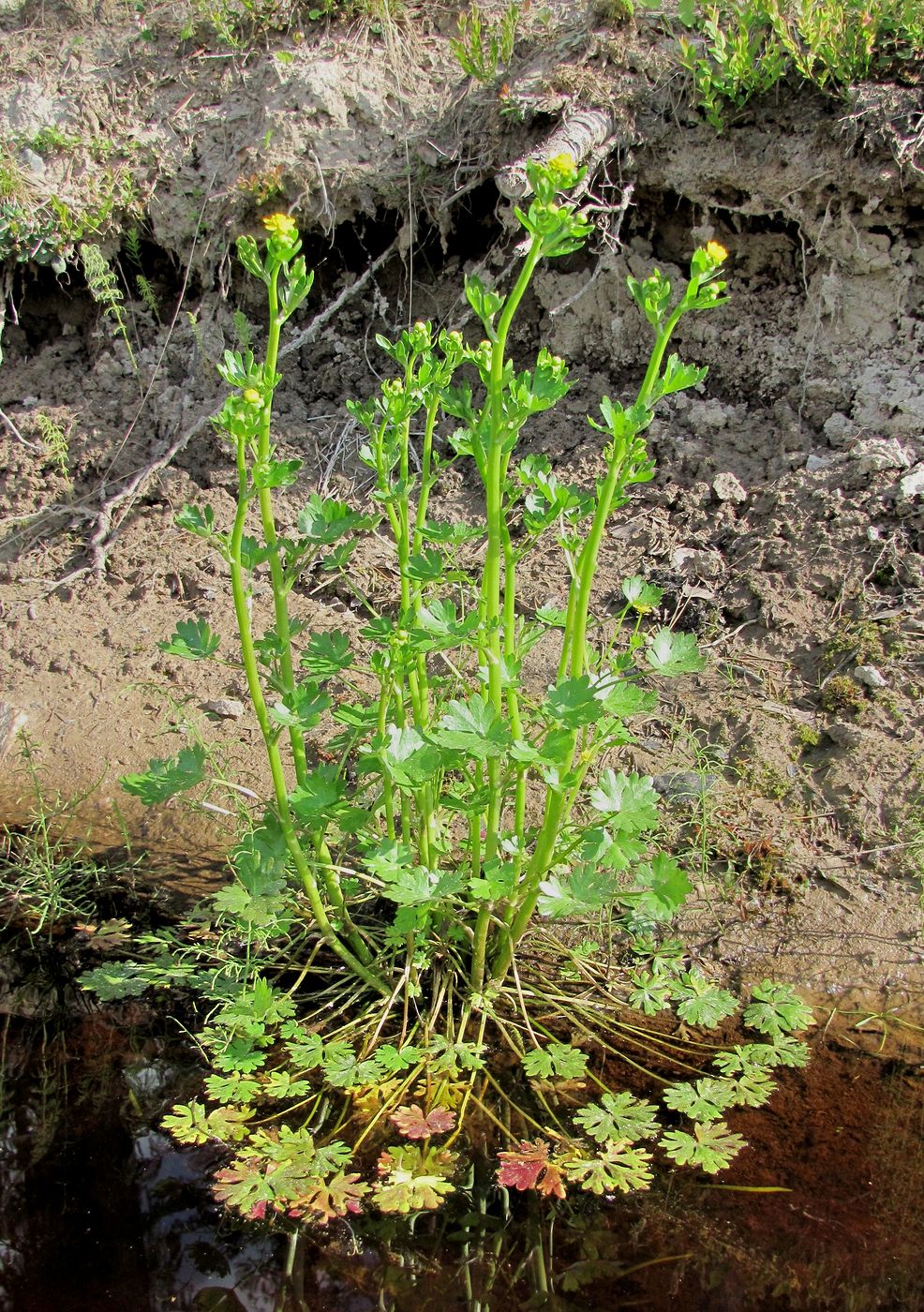 Изображение особи Ranunculus sceleratus.