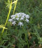 Sium sisaroideum
