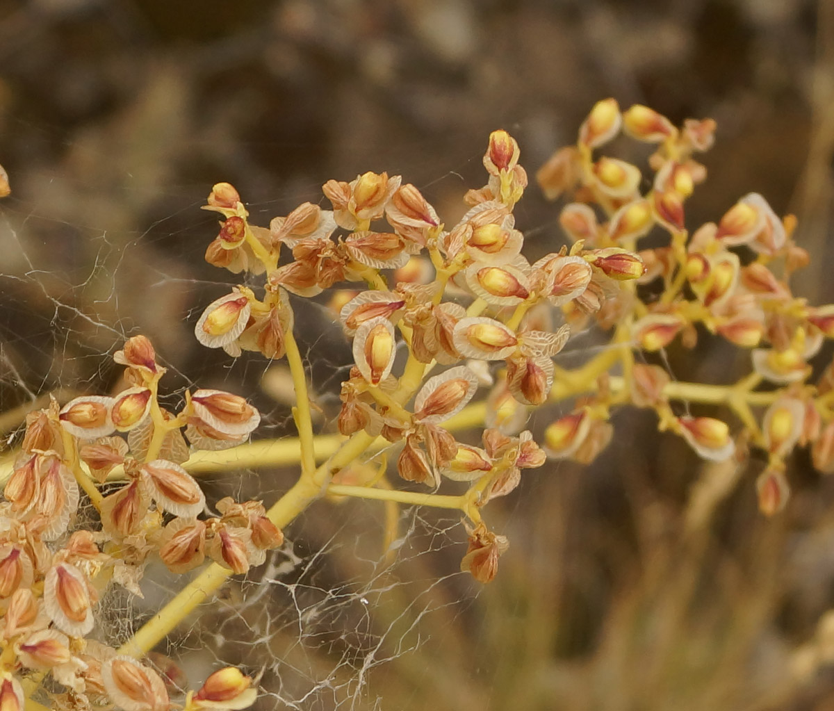 Image of Patrinia intermedia specimen.