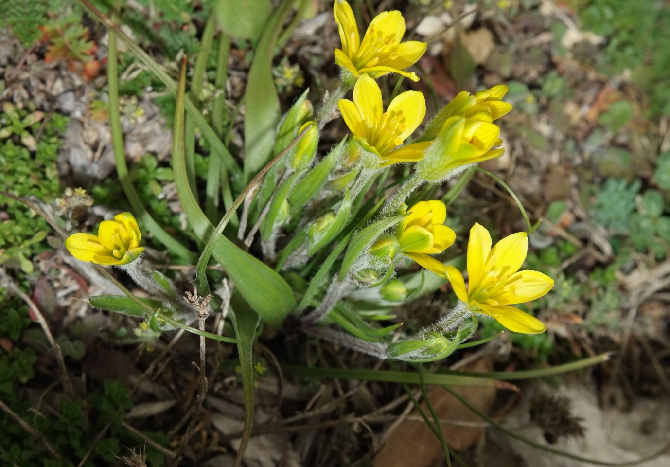 Image of Gagea granatellii specimen.