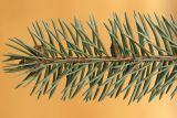 Picea pungens форма glauca. Побег. Ростовская обл., г. Таганрог, в частном дворе. 11.03.2016.