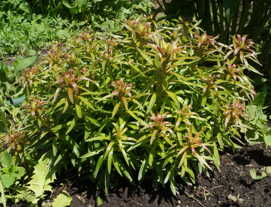 Image of Lilium pensylvanicum specimen.