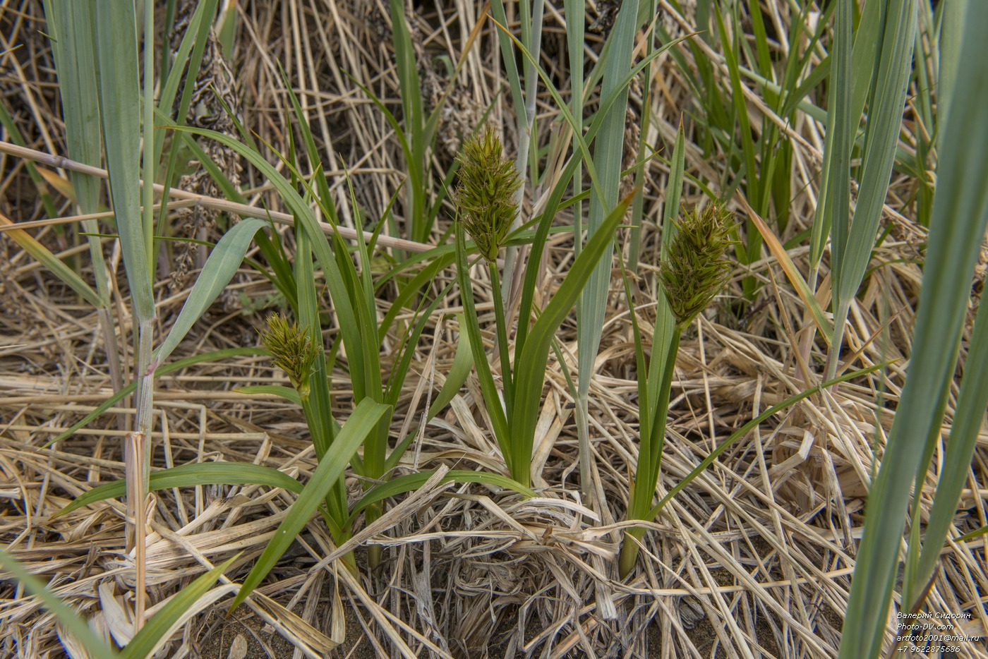 Изображение особи Carex macrocephala.