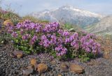 Thymus nummularius. Цветущее растение. Адыгея, Кавказский биосферный заповедник, гора Гузерипль, осыпной склон из ожелезнённого слабокарбонатного песчаника с обломками сидерита, ≈ 2150 м н.у.м. 26.07.2015.