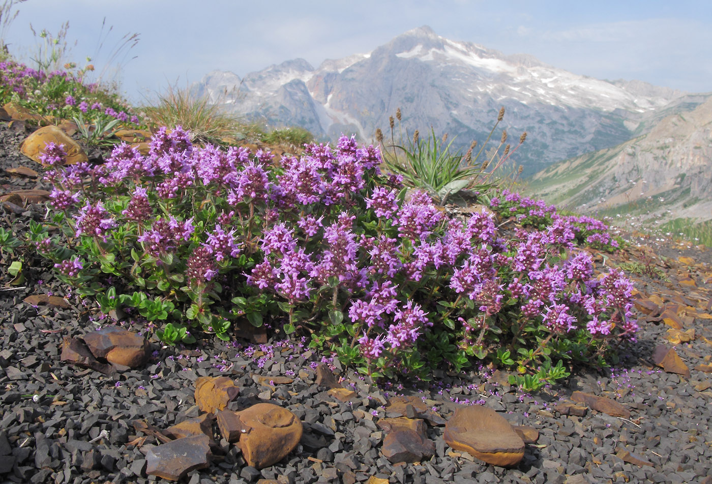 Изображение особи Thymus nummularius.