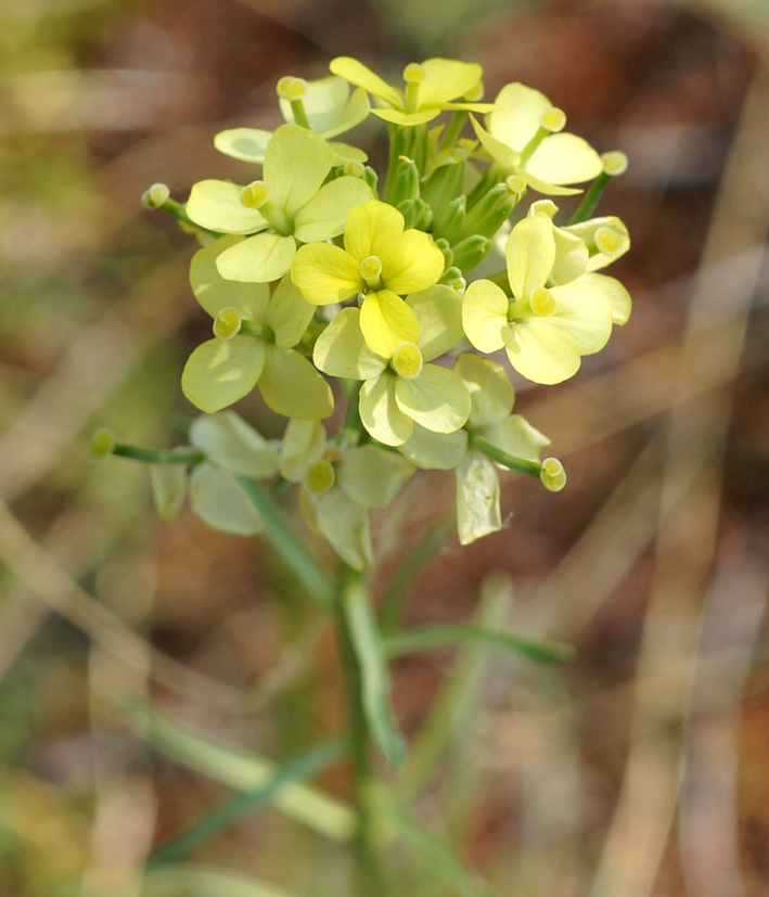 Изображение особи Erysimum flavum.