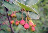 Cotoneaster melanocarpus