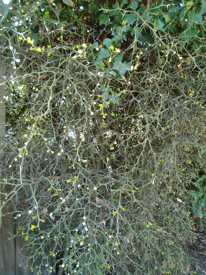 Image of Poncirus trifoliata specimen.