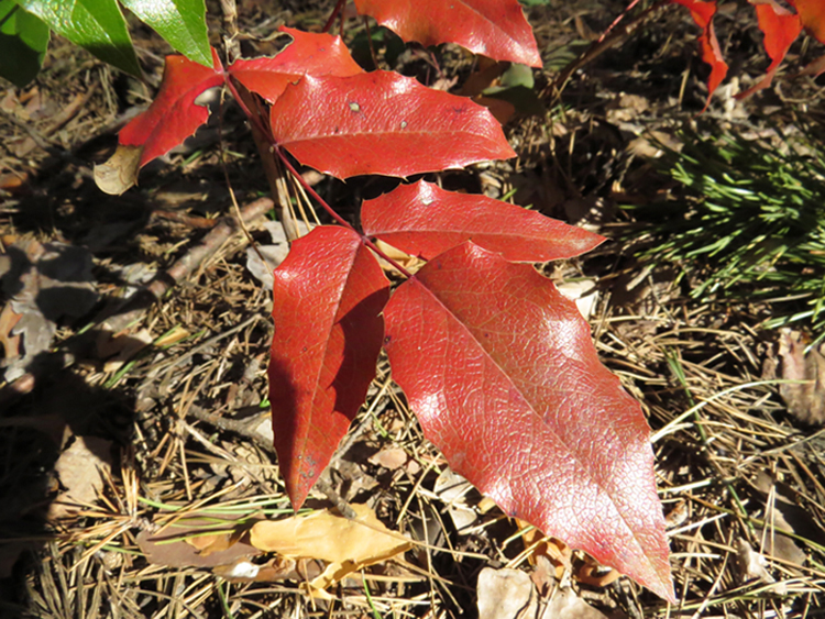 Image of Mahonia aquifolium specimen.