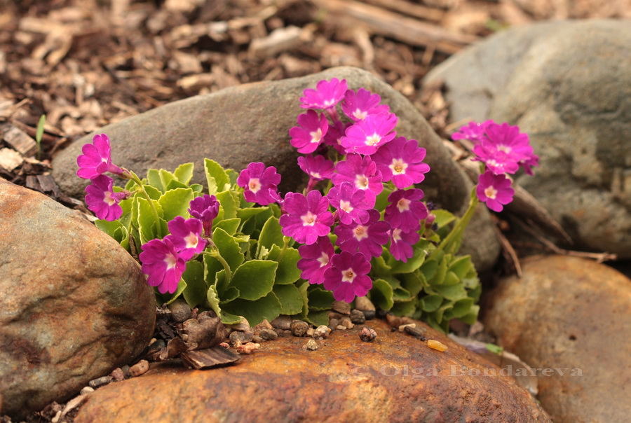 Изображение особи Primula hirsuta.