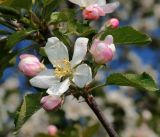 Malus domestica