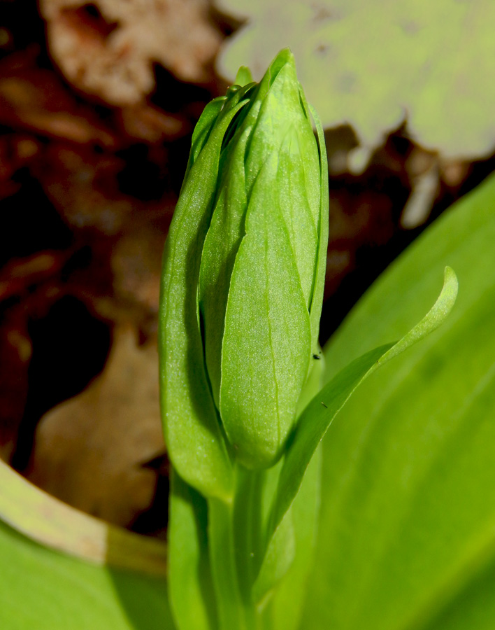 Изображение особи Platanthera chlorantha.