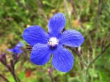 Anchusa azurea. Цветок. Испания, Каталония, пров. Жирона, комарка Баш Эмпорда, муниципалитет Калонже, залежь. 17.05.2016.