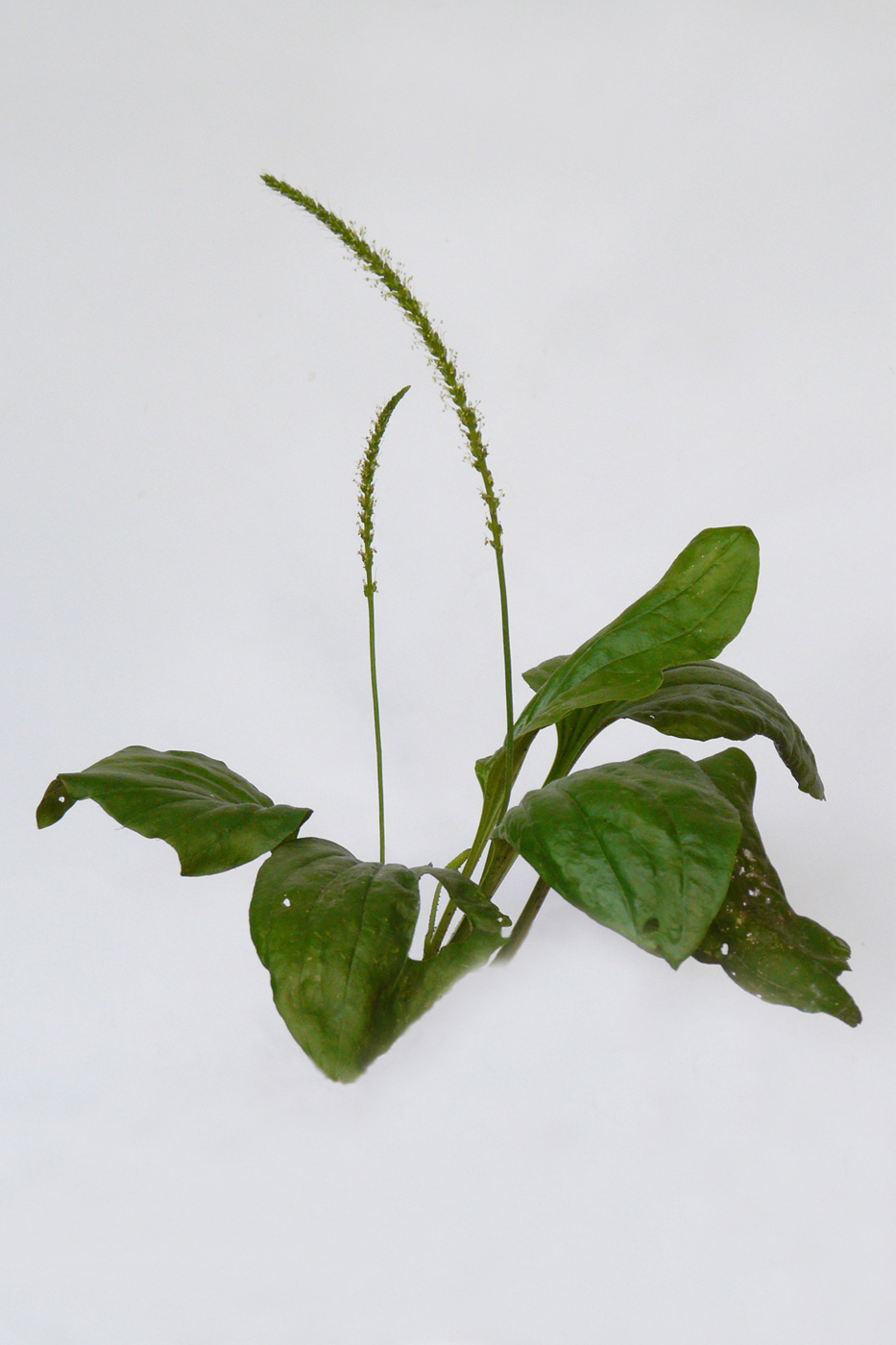 Изображение особи Plantago major.