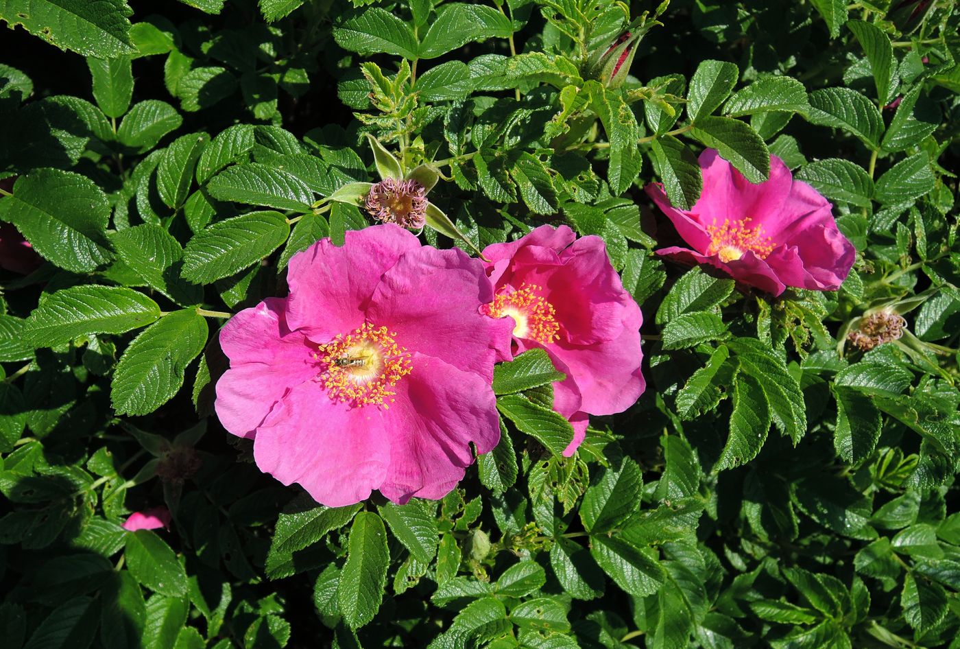 Изображение особи Rosa rugosa.