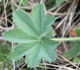 Alchemilla hirsuticaulis. Лист (вид сверху). Псковская обл., окр. Изборска, кальцефитный луг на крепостном валу. 28.05.2016.