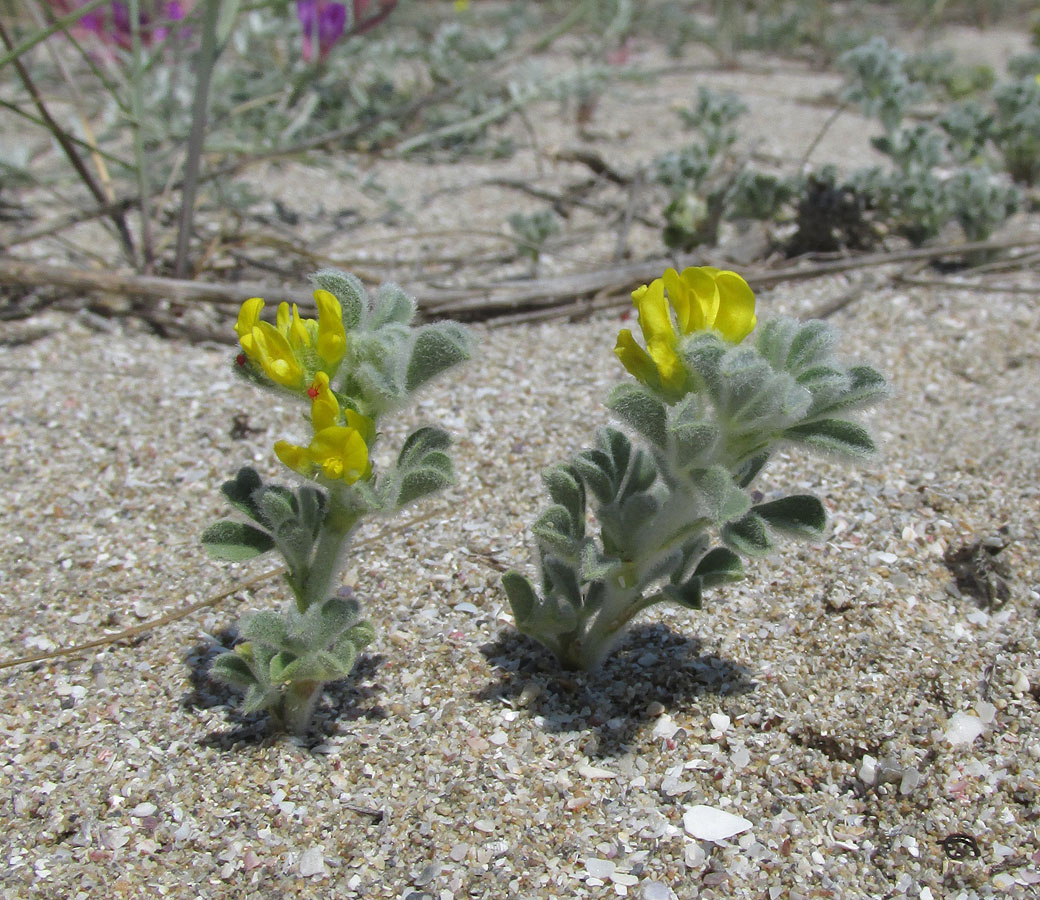 Image of Medicago marina specimen.