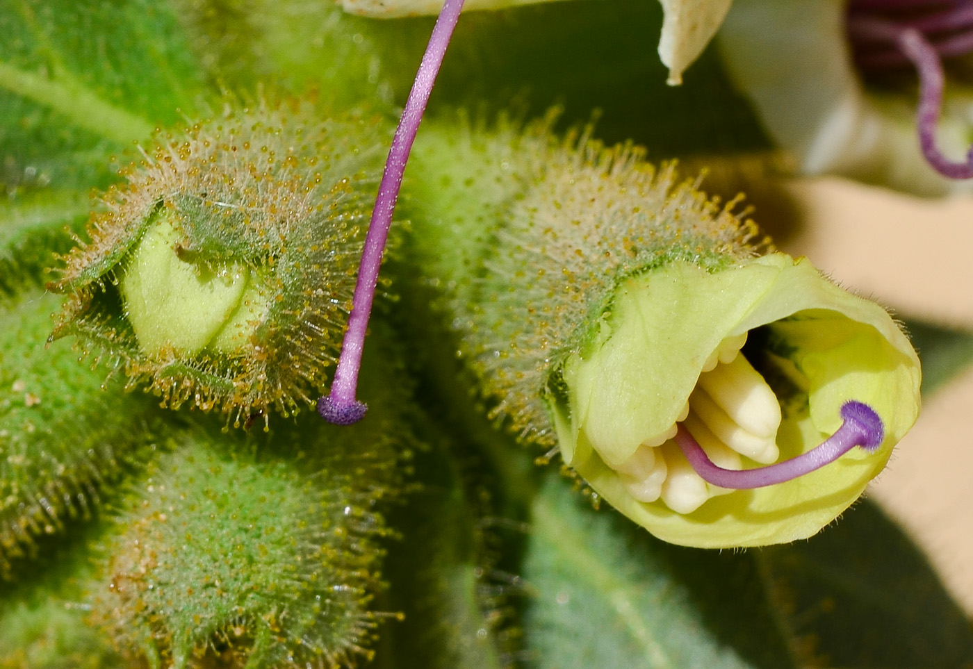 Image of Hyoscyamus desertorum  specimen.