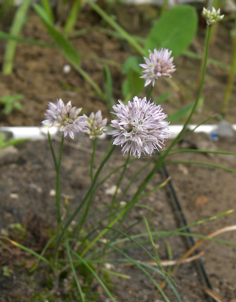 Изображение особи Allium glomeratum.