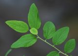 Spiraea flexuosa. Молодой побег. Приморский край, Дальнегорский городской округ, окр. с. Каменка, Прямая Падь, в смешанном лесу. 11.06.2016.