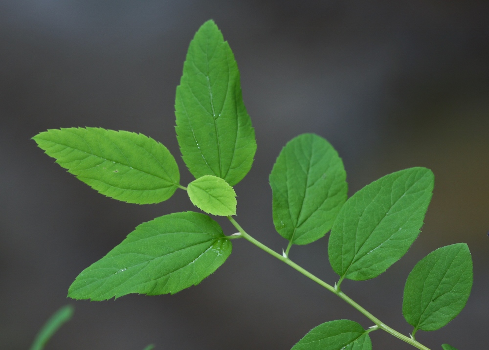 Image of Spiraea flexuosa specimen.