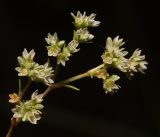 Scleranthus annuus. Верхушка побега с цветками. Владимирская обл., Киржачский р-н, окр. деревни Митино. 25.06.2016.