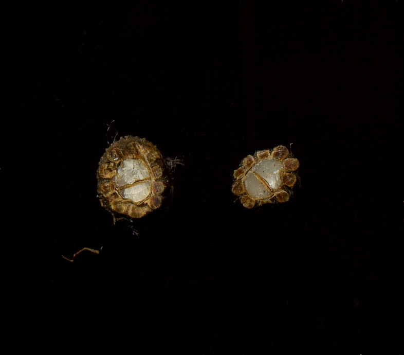Image of Agrimonia eupatoria specimen.