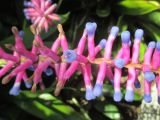 Aechmea gamosepala