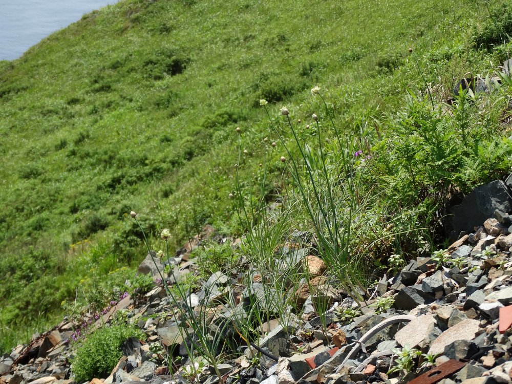 Image of Allium condensatum specimen.