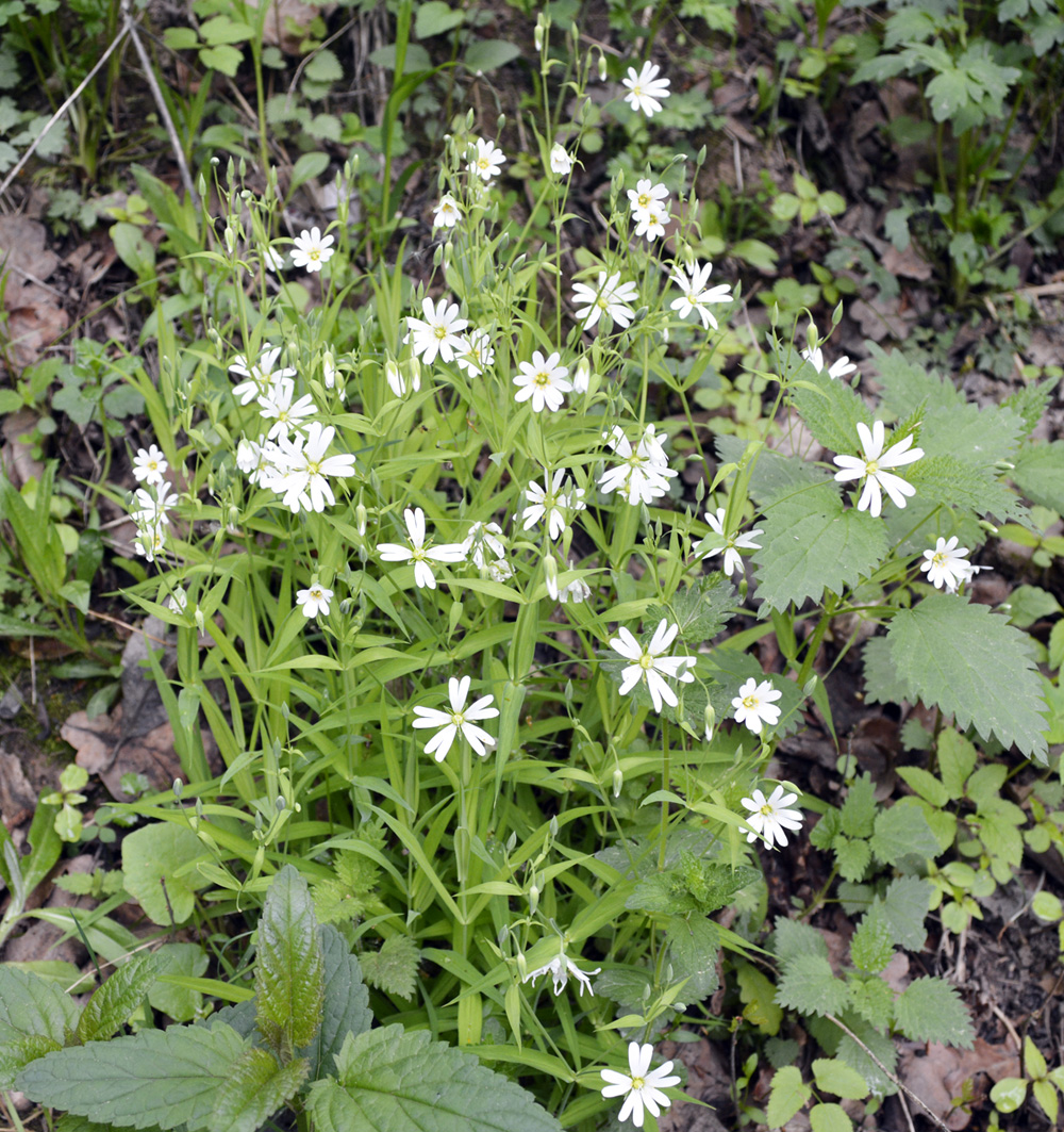 Image of Stellaria holostea specimen.