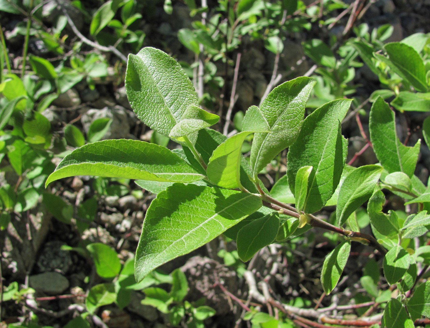 Изображение особи Salix caprea.