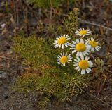 Tripleurospermum inodorum