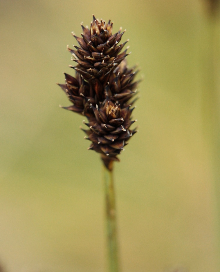 Изображение особи Carex lachenalii.