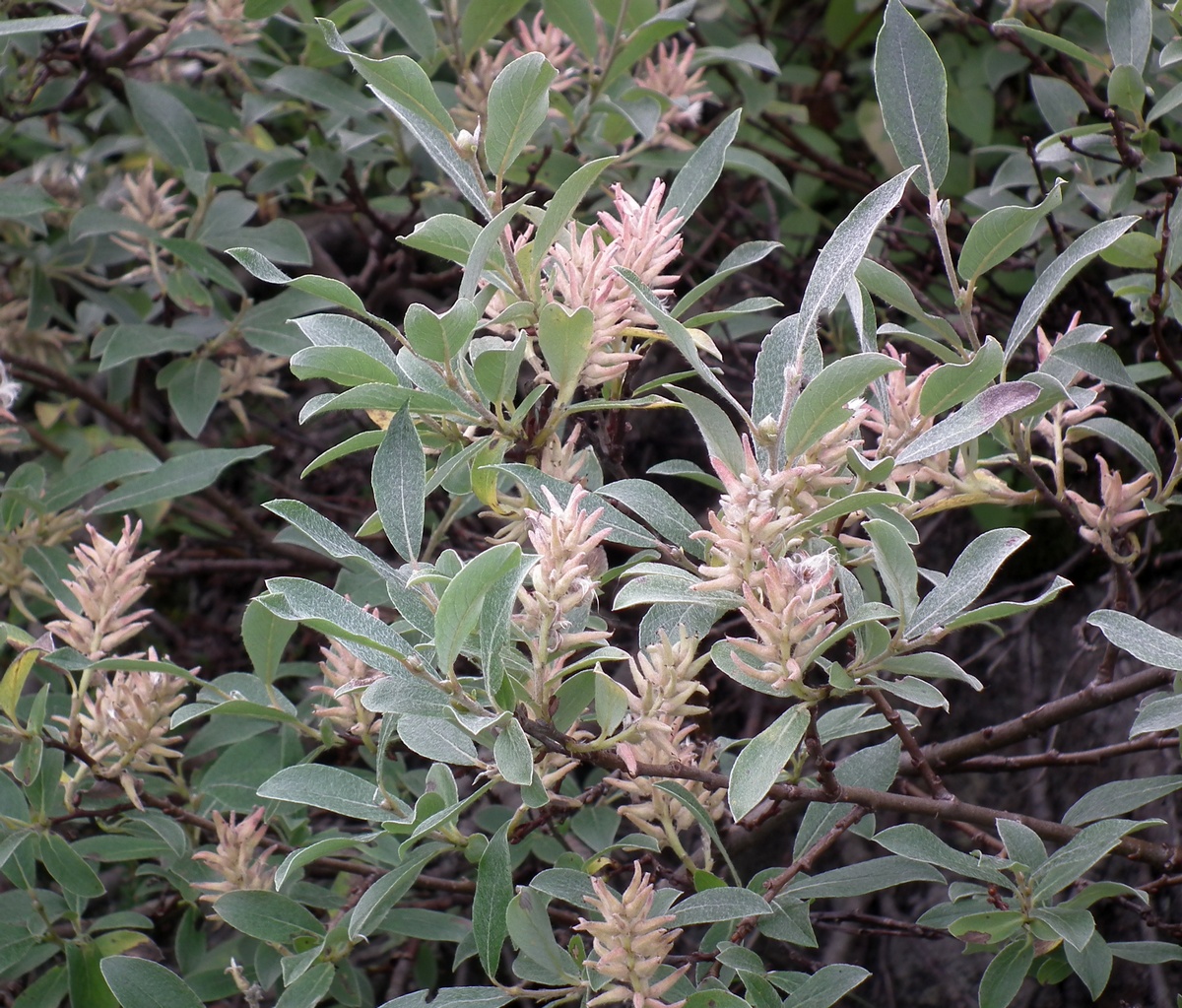 Изображение особи Salix glauca.