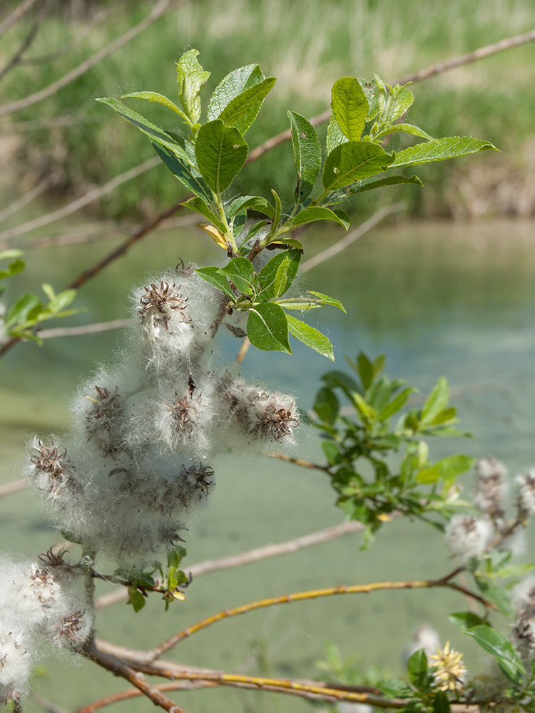 Изображение особи Salix myrsinifolia.