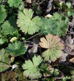 Geranium pusillum