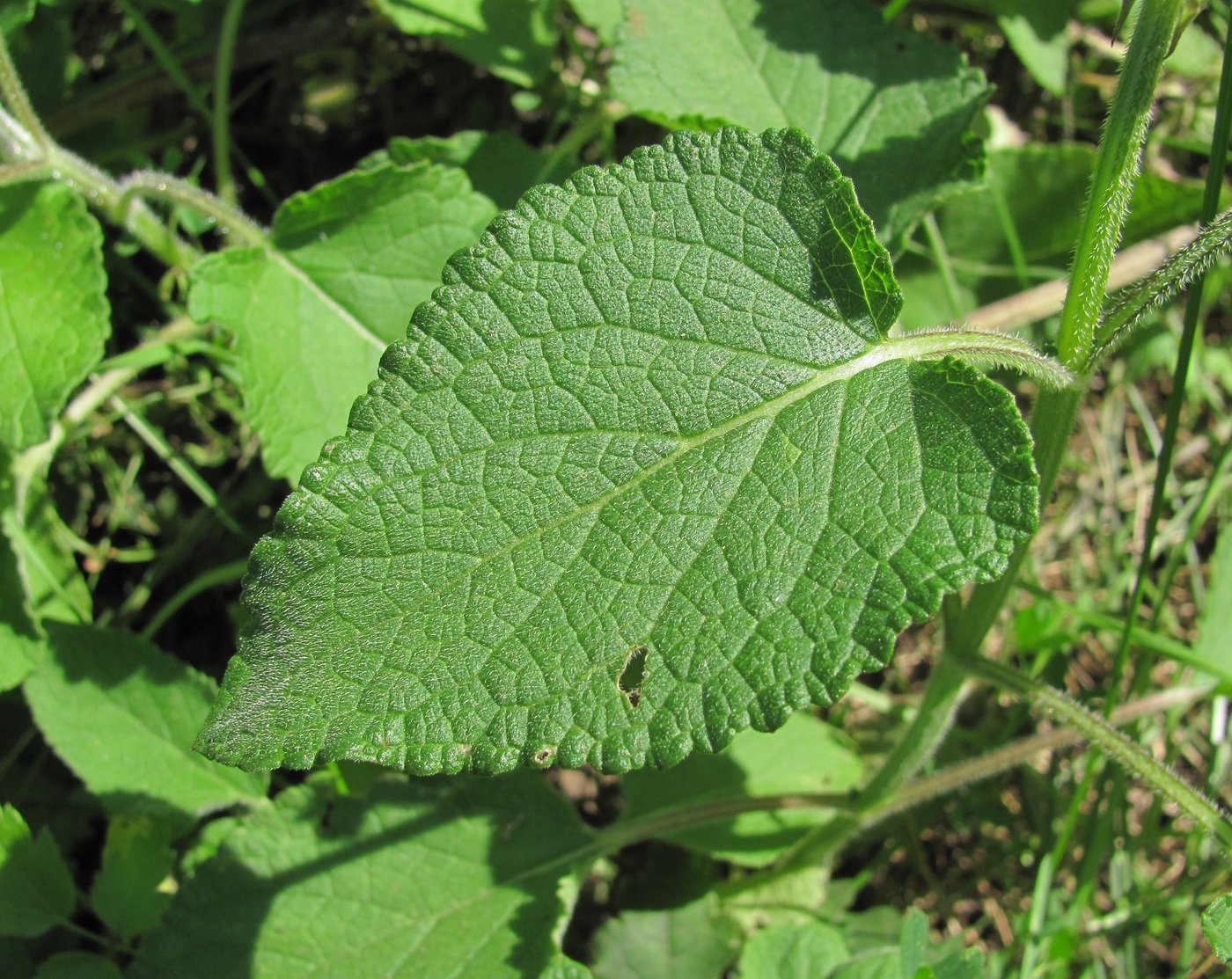 Изображение особи Salvia verticillata.